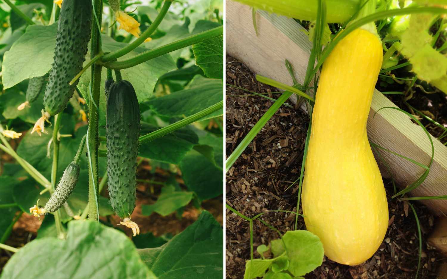 Cucumber and squash growing