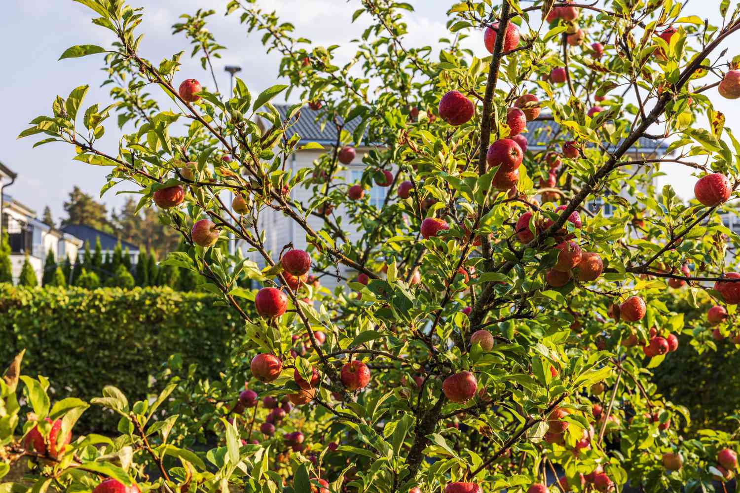 Apple tree with ripe red apples and green leaves in residential garden under sunlight. 