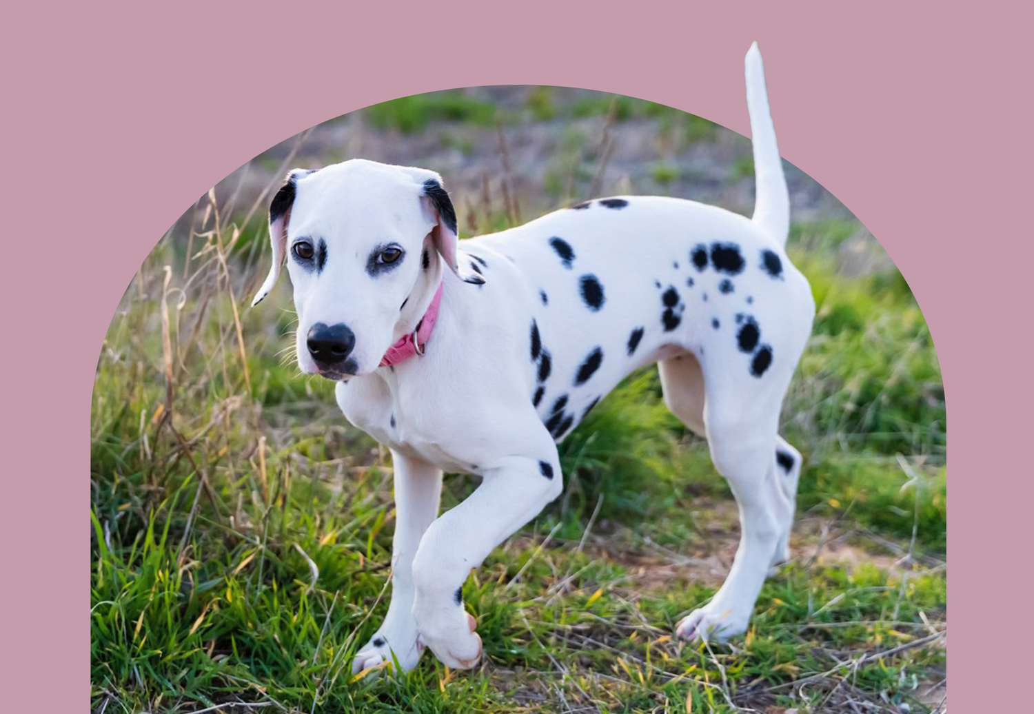 dalmadoodle puppy with pink collar on pink background