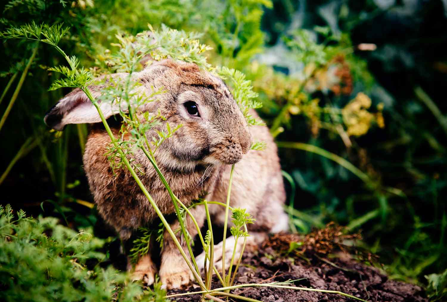 A rabbit in a garden surrounded by vegetation and plants