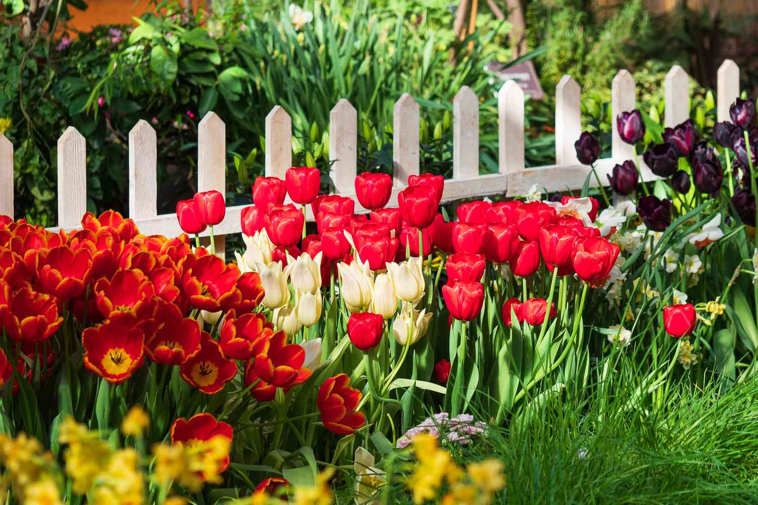 Tulips in garden