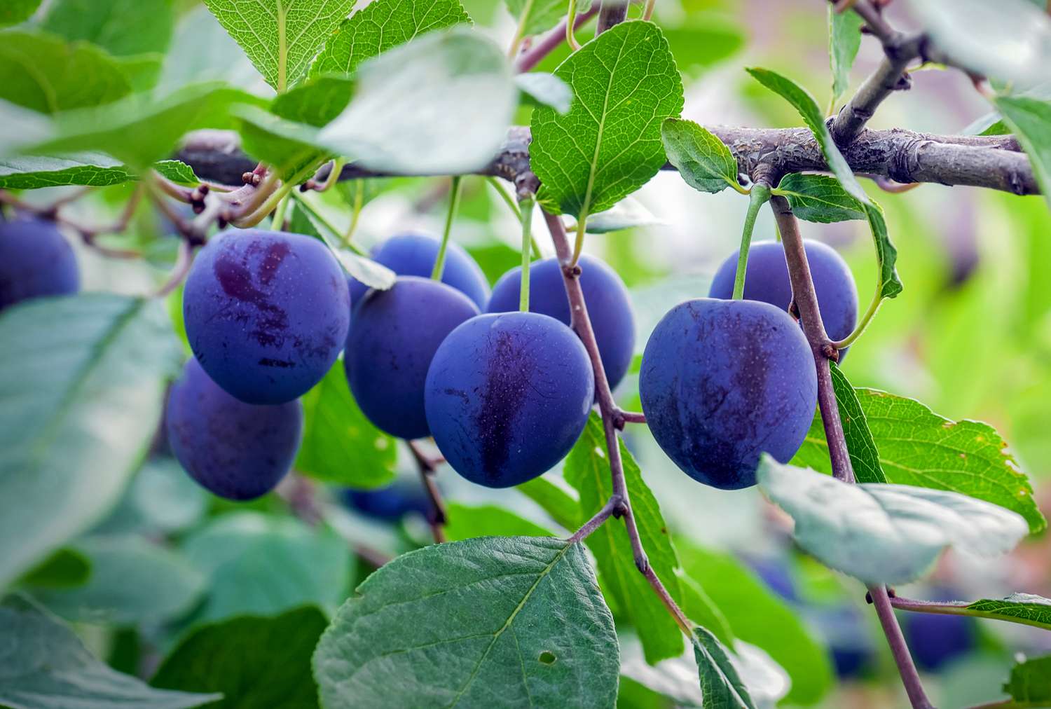A branch with multiple ripe plums hanging among green leaves