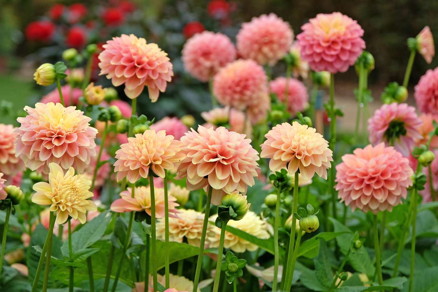 Pink, apricot and gold waterlily dahlia 'Milena Fleur' in flower.