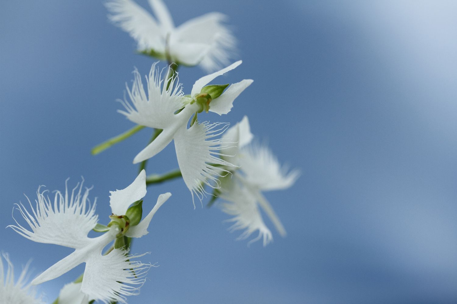 white egret orchids