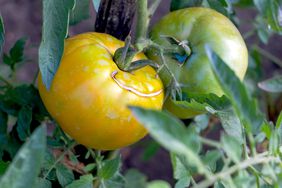 yellow and green tomatoes on the vine