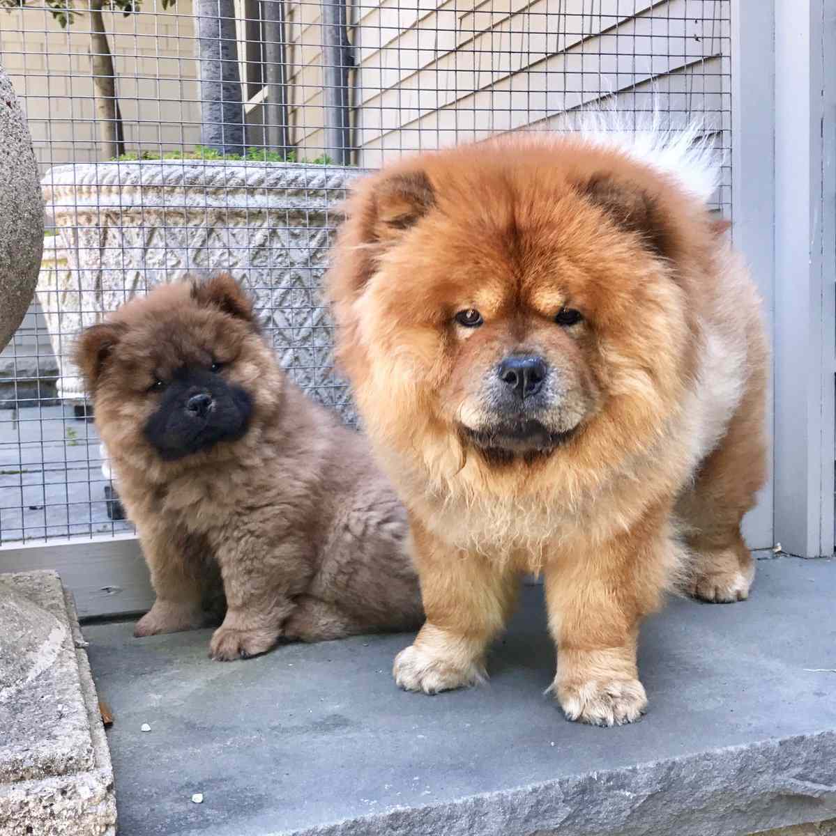 decorvow's dogs, empress Qin and emperor han