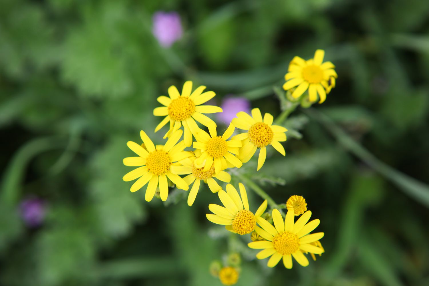 golden groundsel
