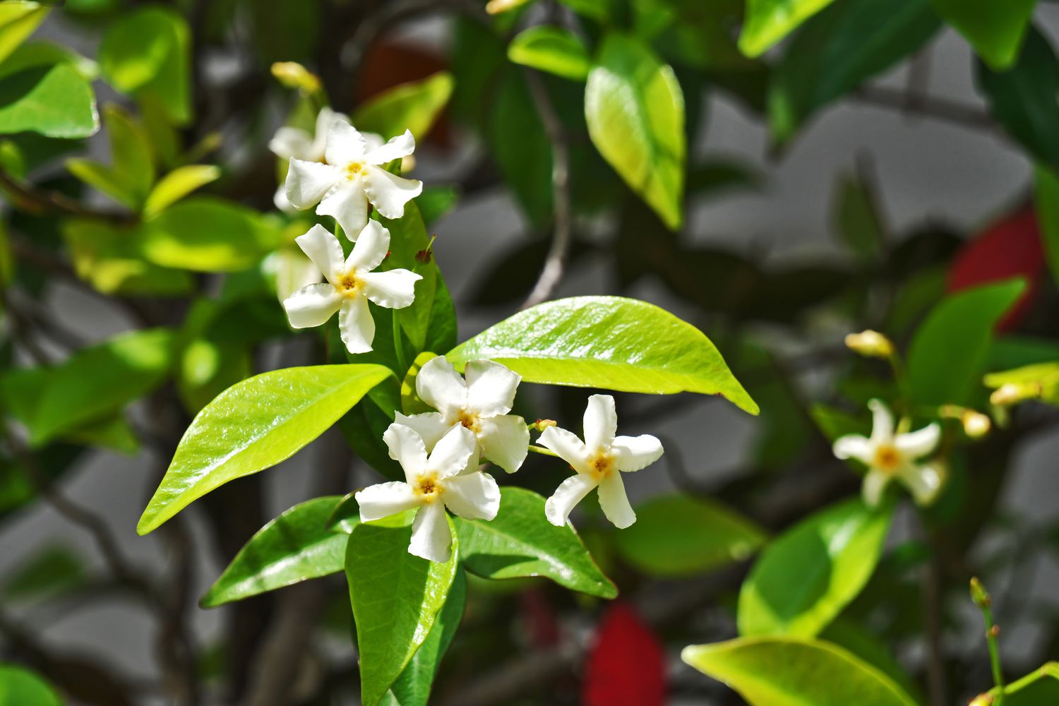 Asiatic jasmine flowers