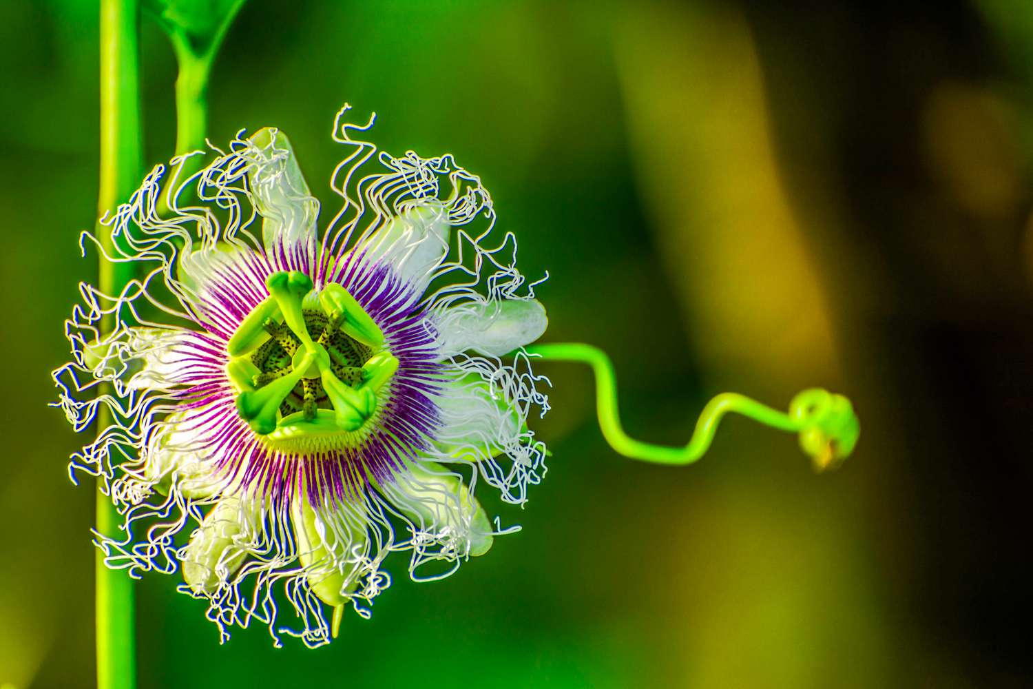 Passionflower