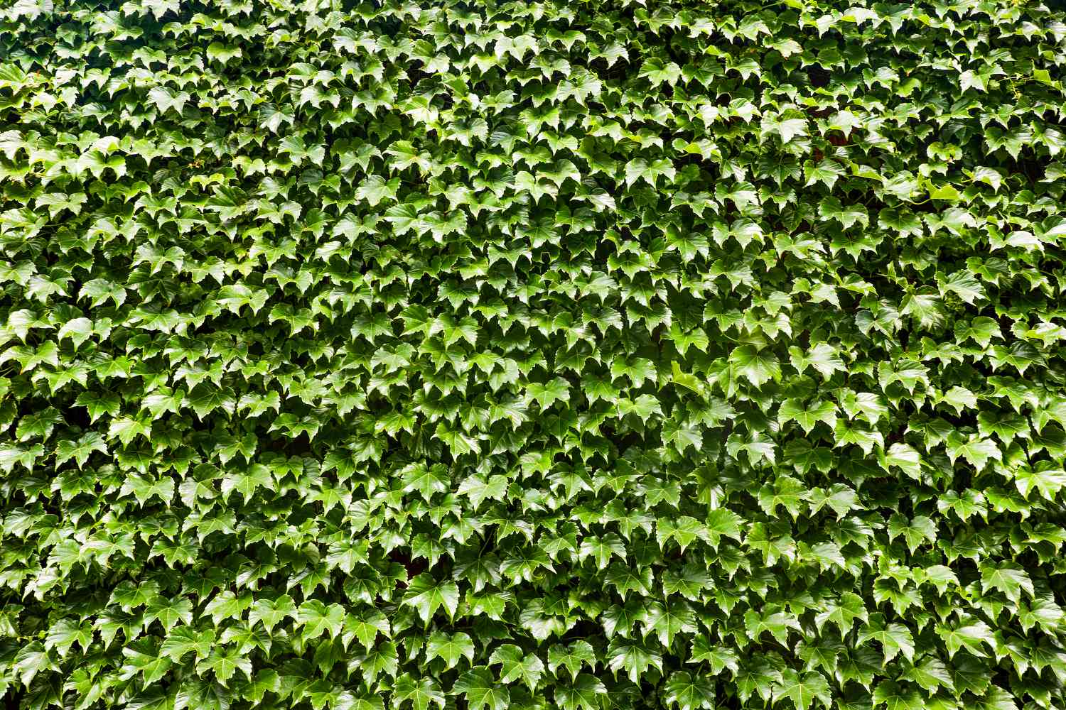 Boston Ivy