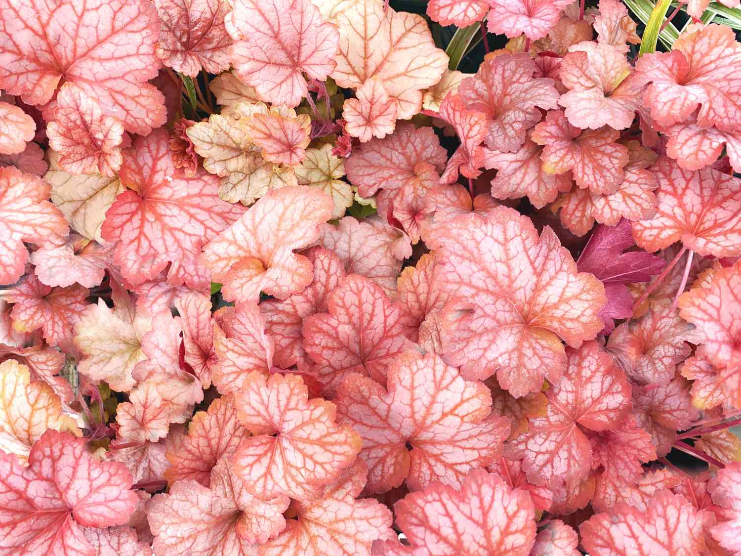 Pink Heuchera or coral bells leaves filling the frame