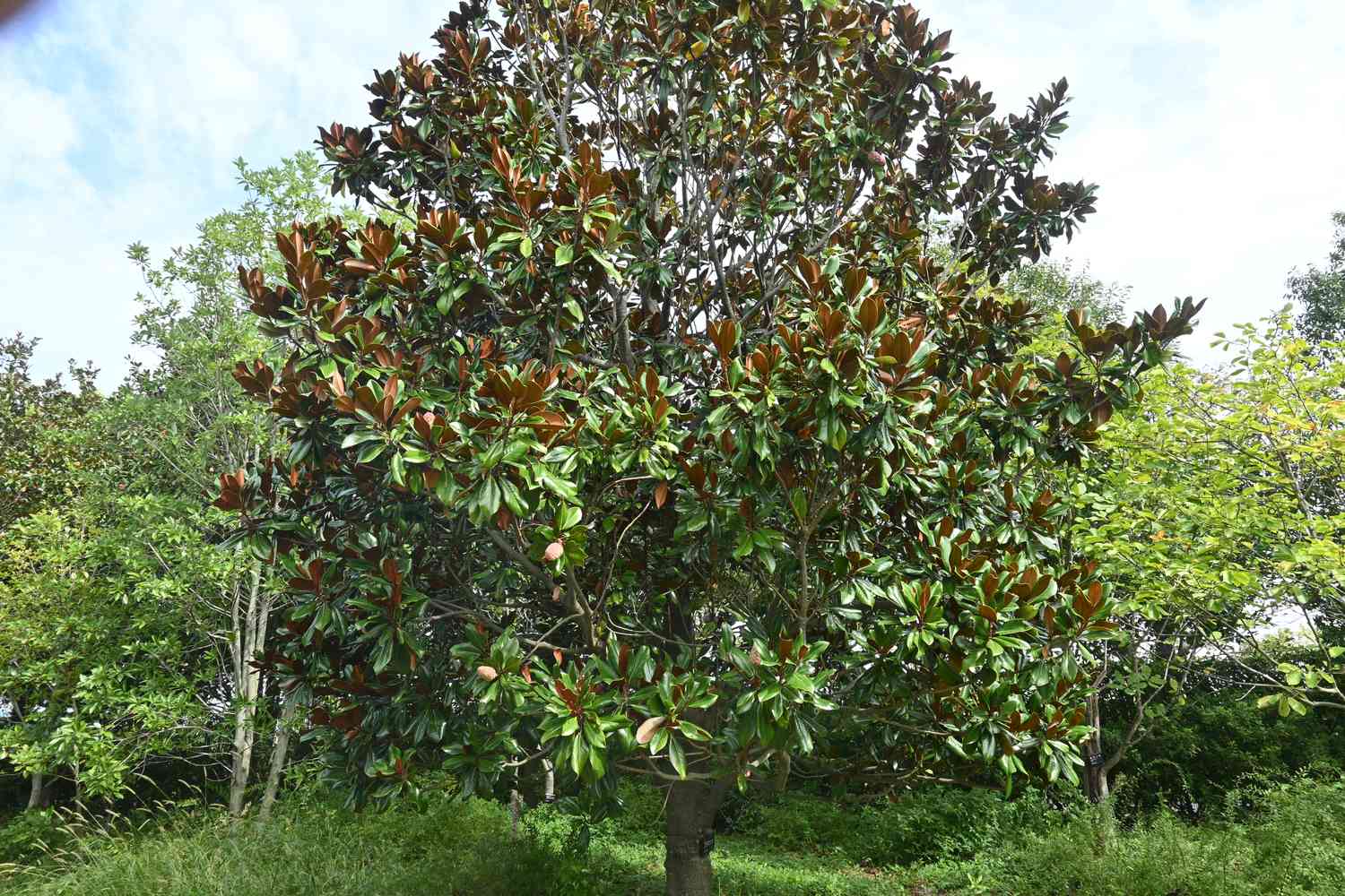 southern magnolia tree in green field