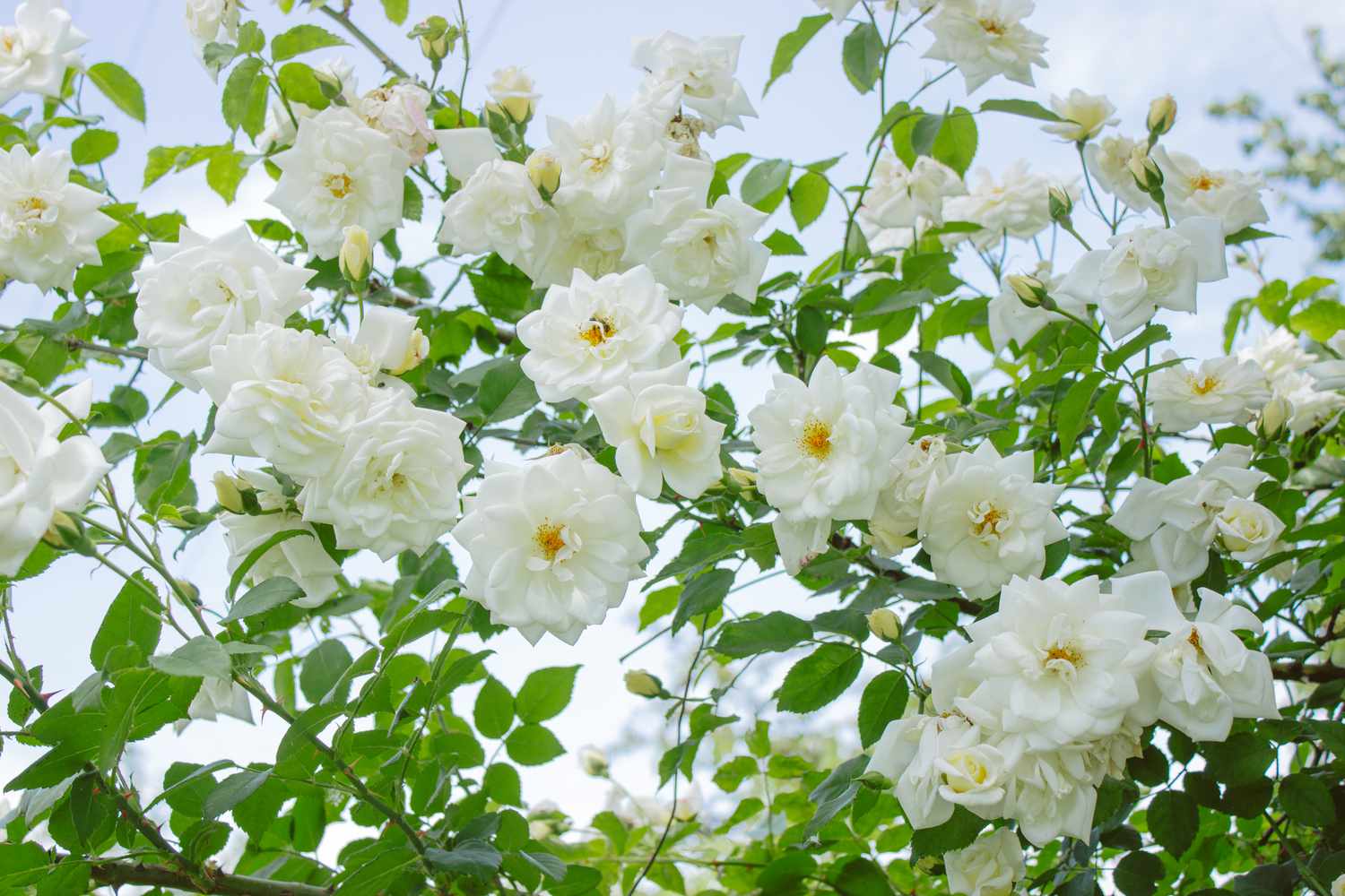 White garden roses on a bush amon the leaves, summer flowers