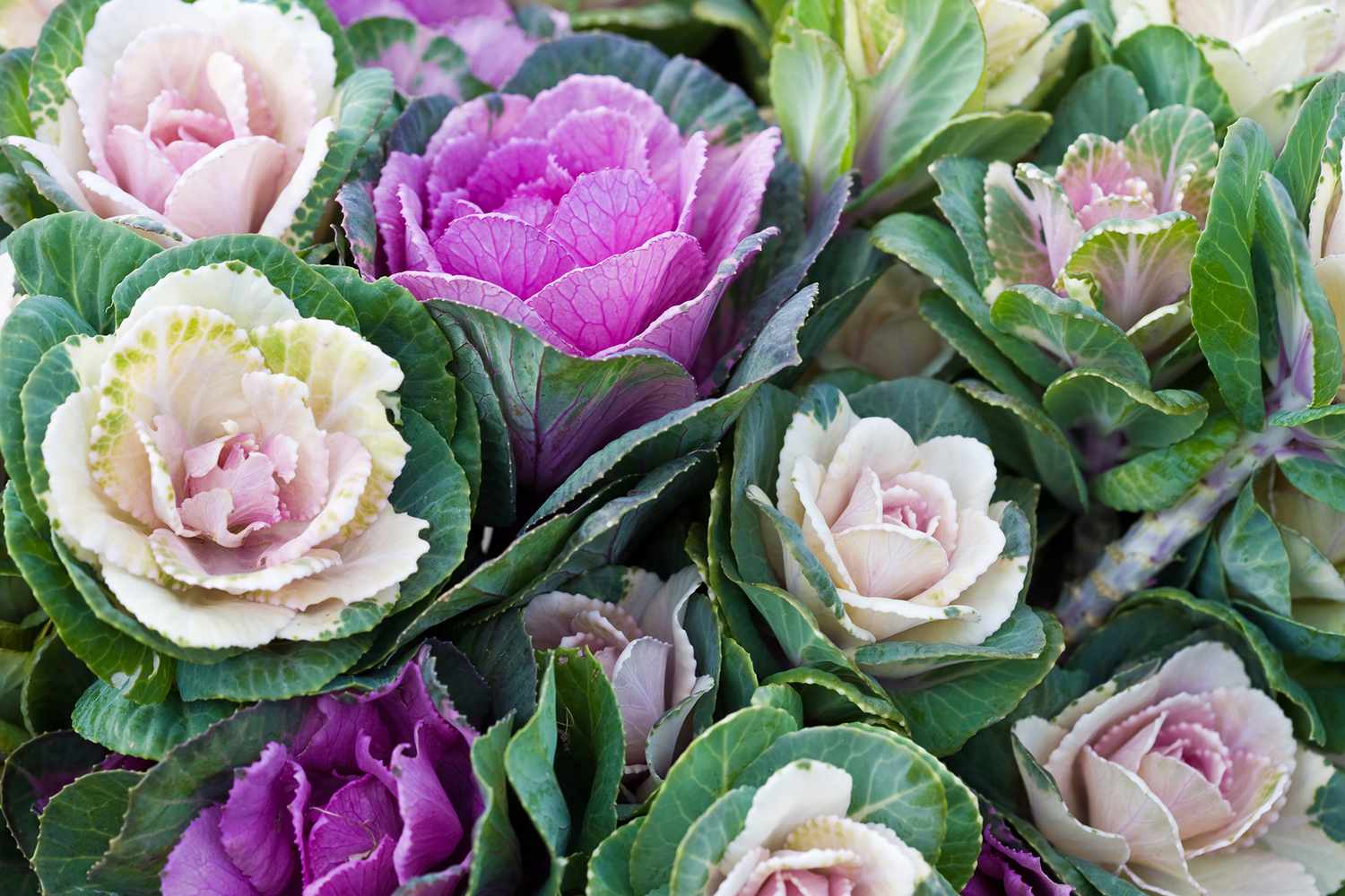 ornamental purple and pink cabbage