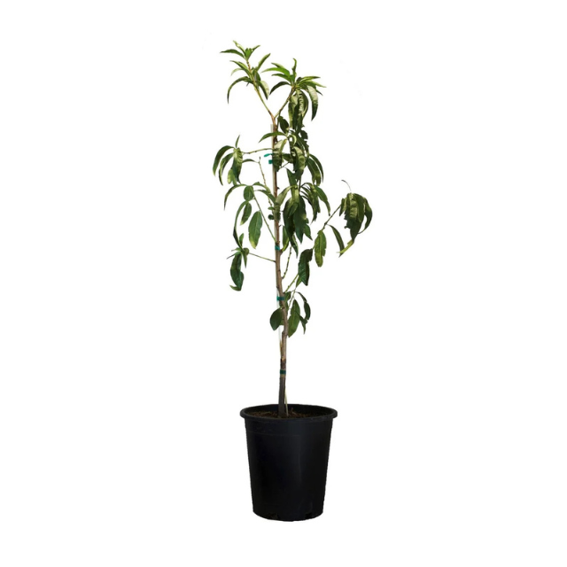A potted plant with a slender stem and extended foliage