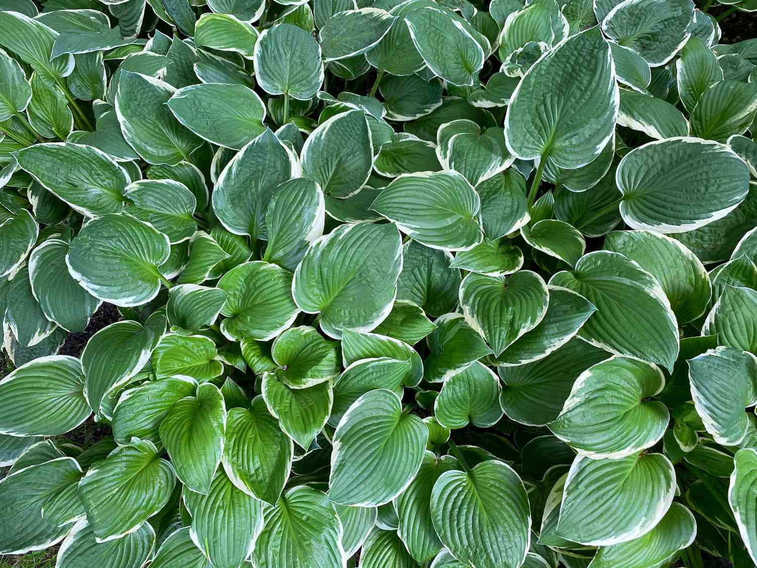 Green Hosta leaves. 