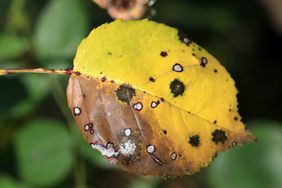 close up of leaf spots on a yellow leaf