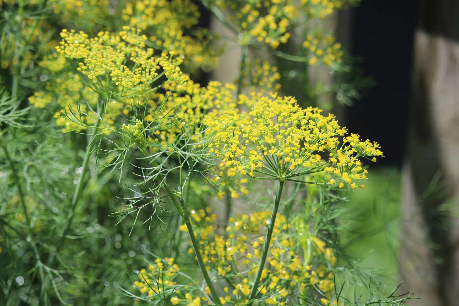 Selective focus of bright yellow dill blooming in a summer garden. Nature.