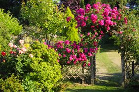 Garden archway covered with vibrant flowers and surrounded by foliage