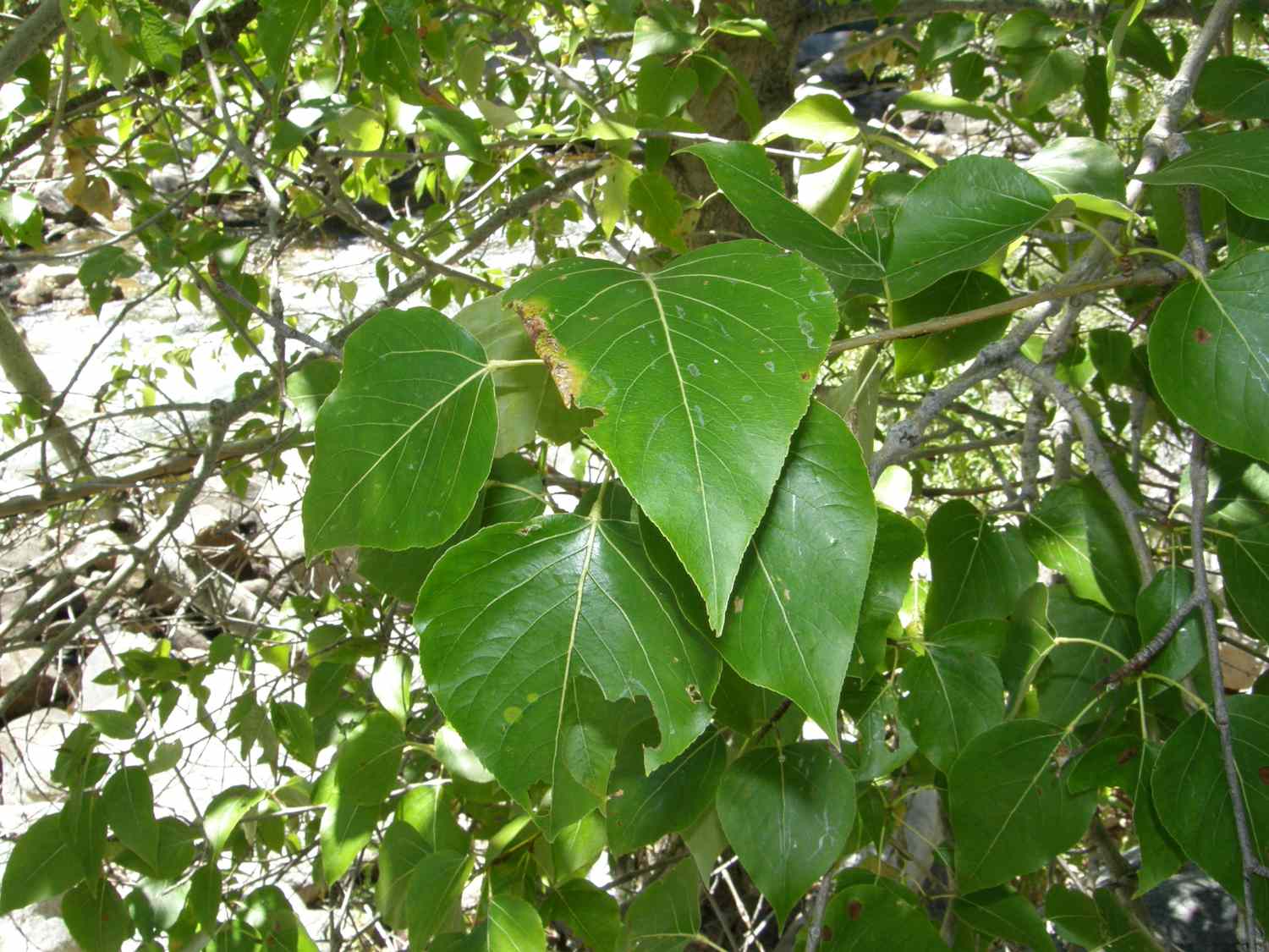 Fine teeth on the green leaves of a Black Cottonwood tree.