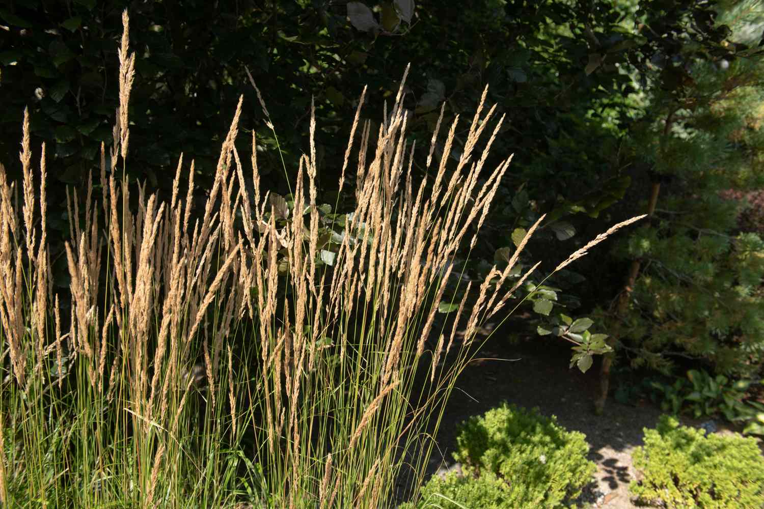 Tall grass with narrow stalks in an outdoor setting, with vegetation in the background
