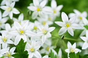 Small white flowers on a green bush