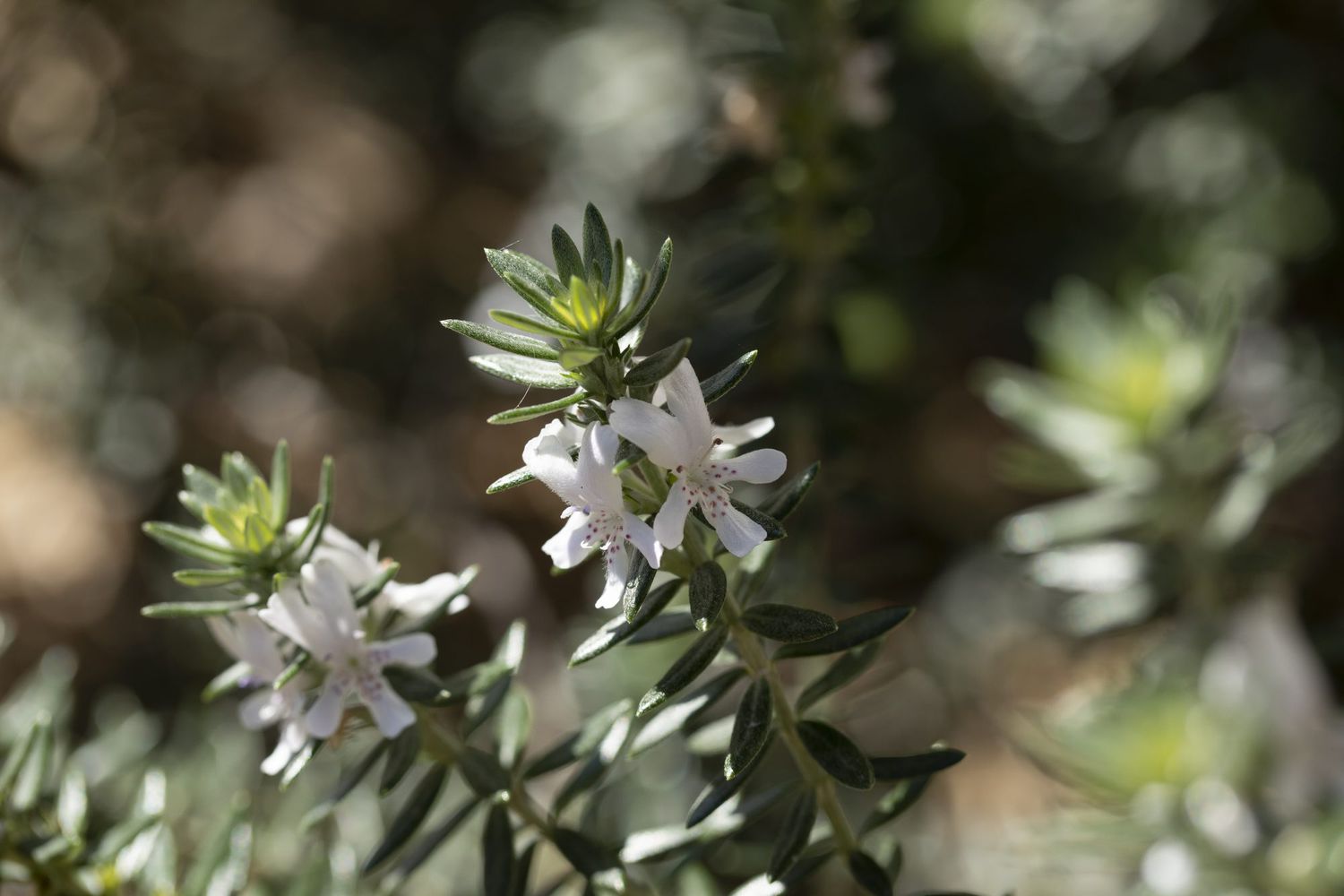 Westringia fruticosa or Coastal Rosemary
