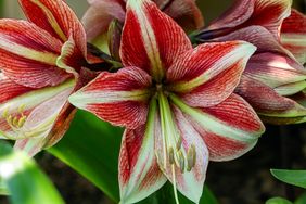 Closeup of amaryllis flowers with striped petals