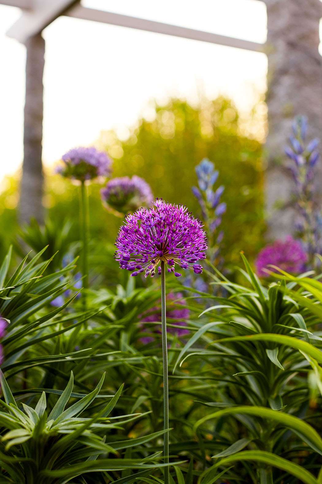 Purple Allium Growing in decorvow Border Garden, Bedford New York