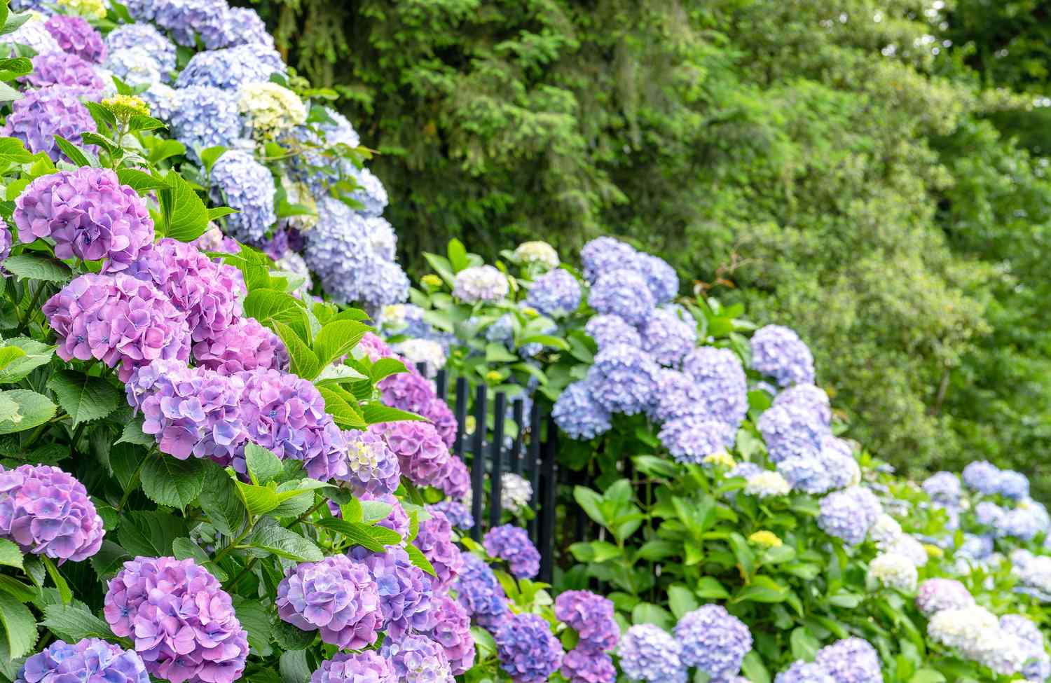 Hydrangeas over fence