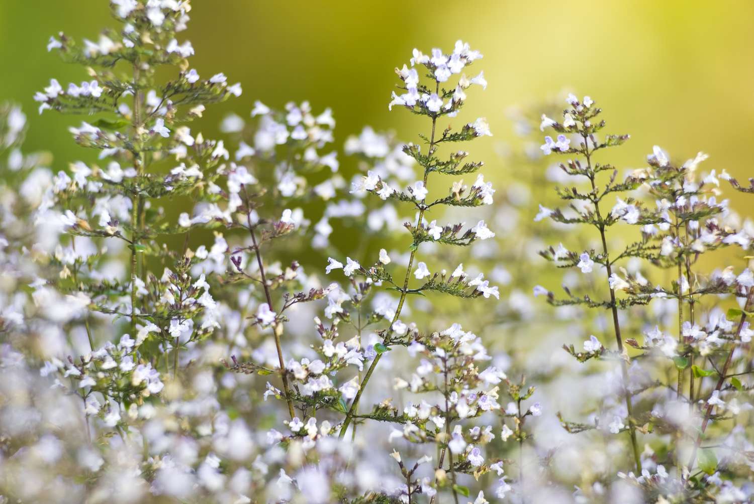Calamint Calamintha nepeta (lesser calamint) flower cluster