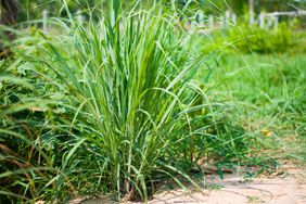 lemongrass plant