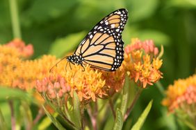 Butterfly perched on flowers