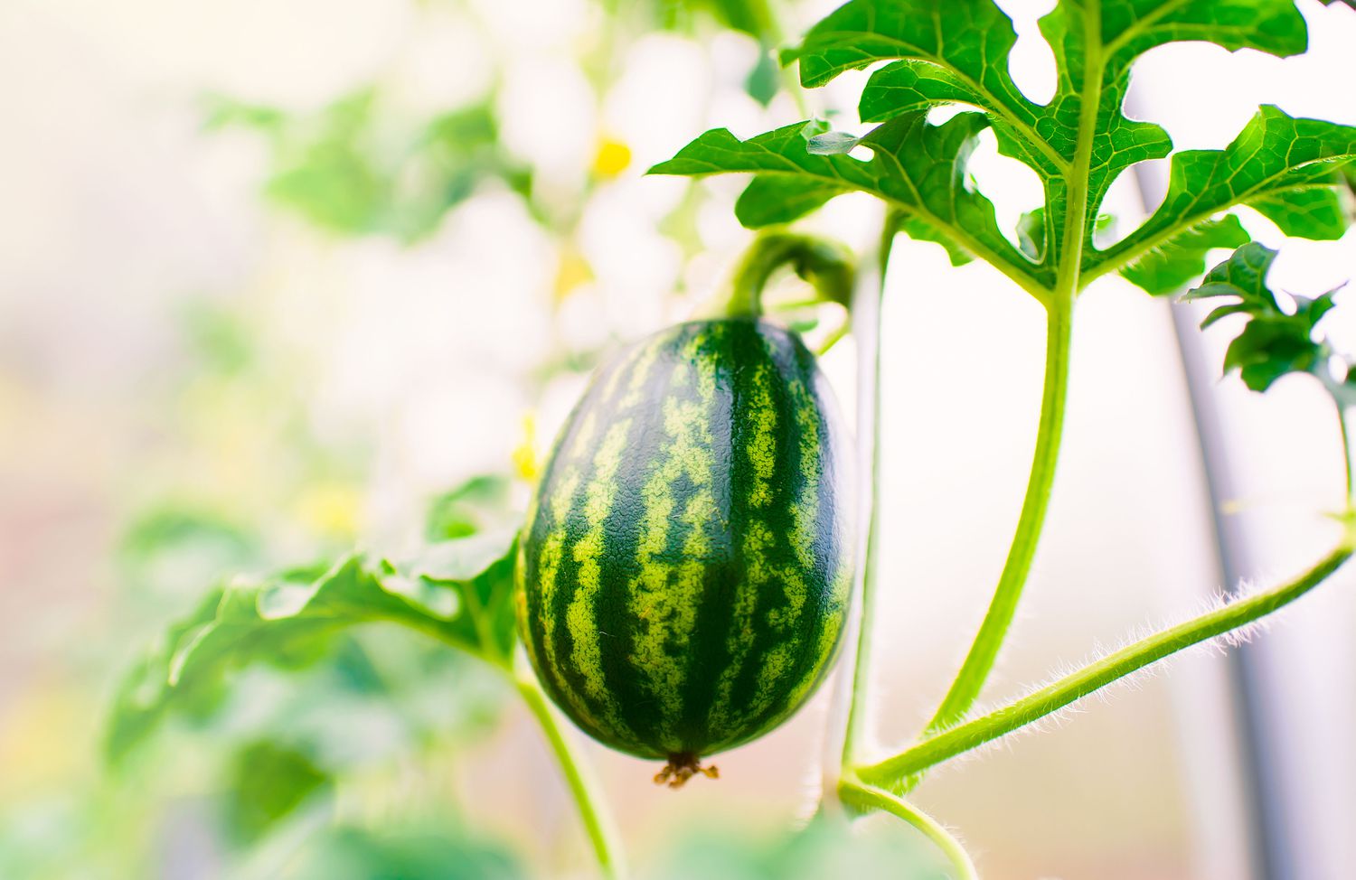 Small watermelon growing