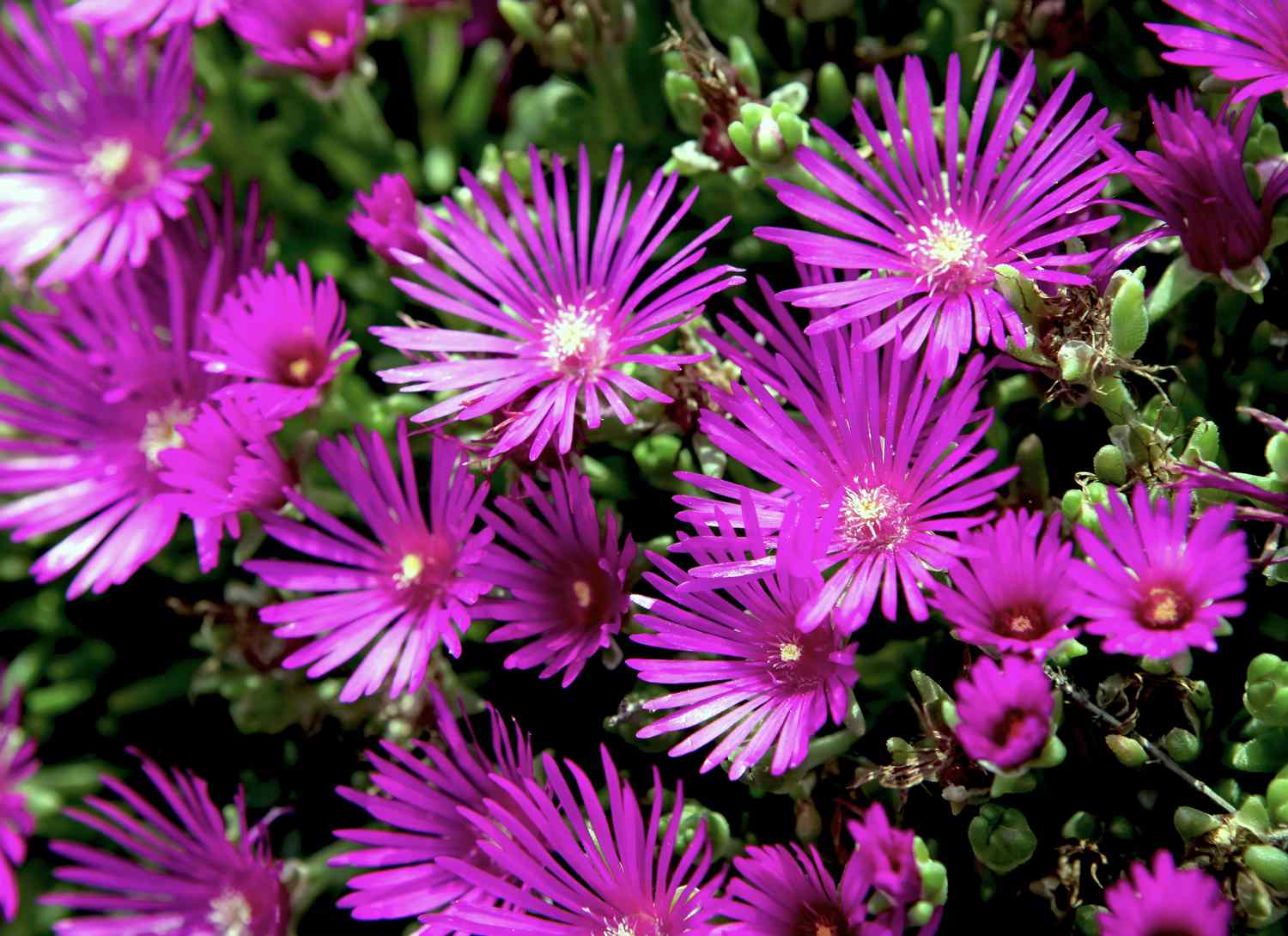 colorful ice plant 