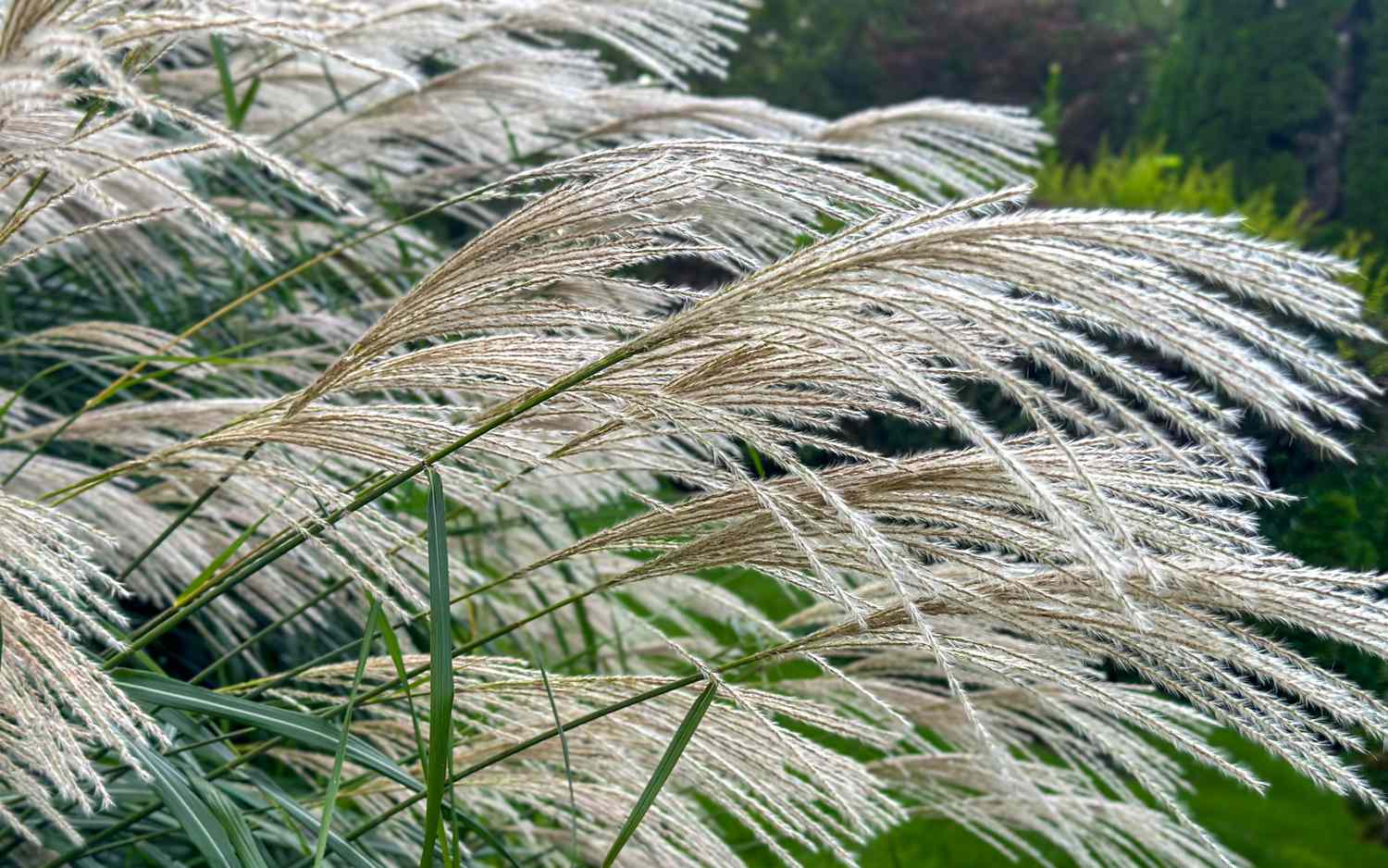 Closeup of feathery grass plumes in a garden setting
