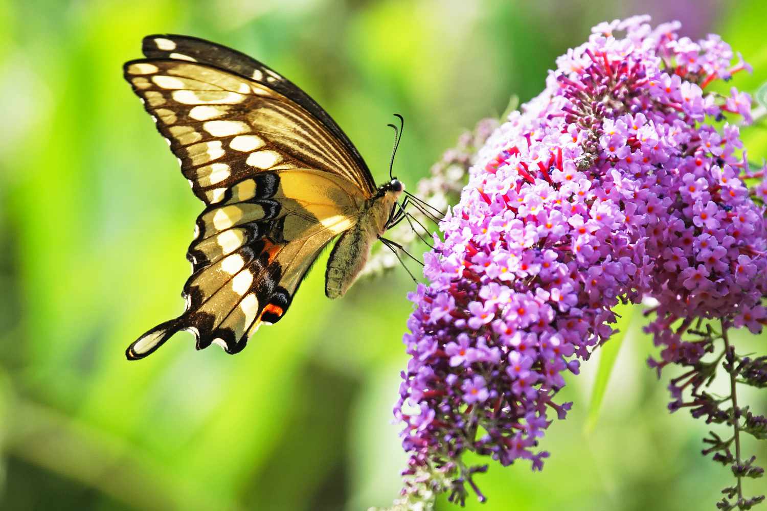 Butterfly on butterfly bush