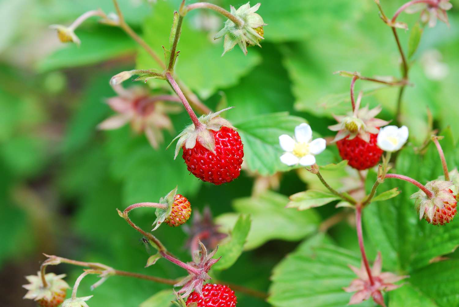 Alpine Strawberries 