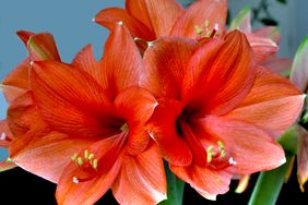 Two amaryllis flowers in full bloom closeup view