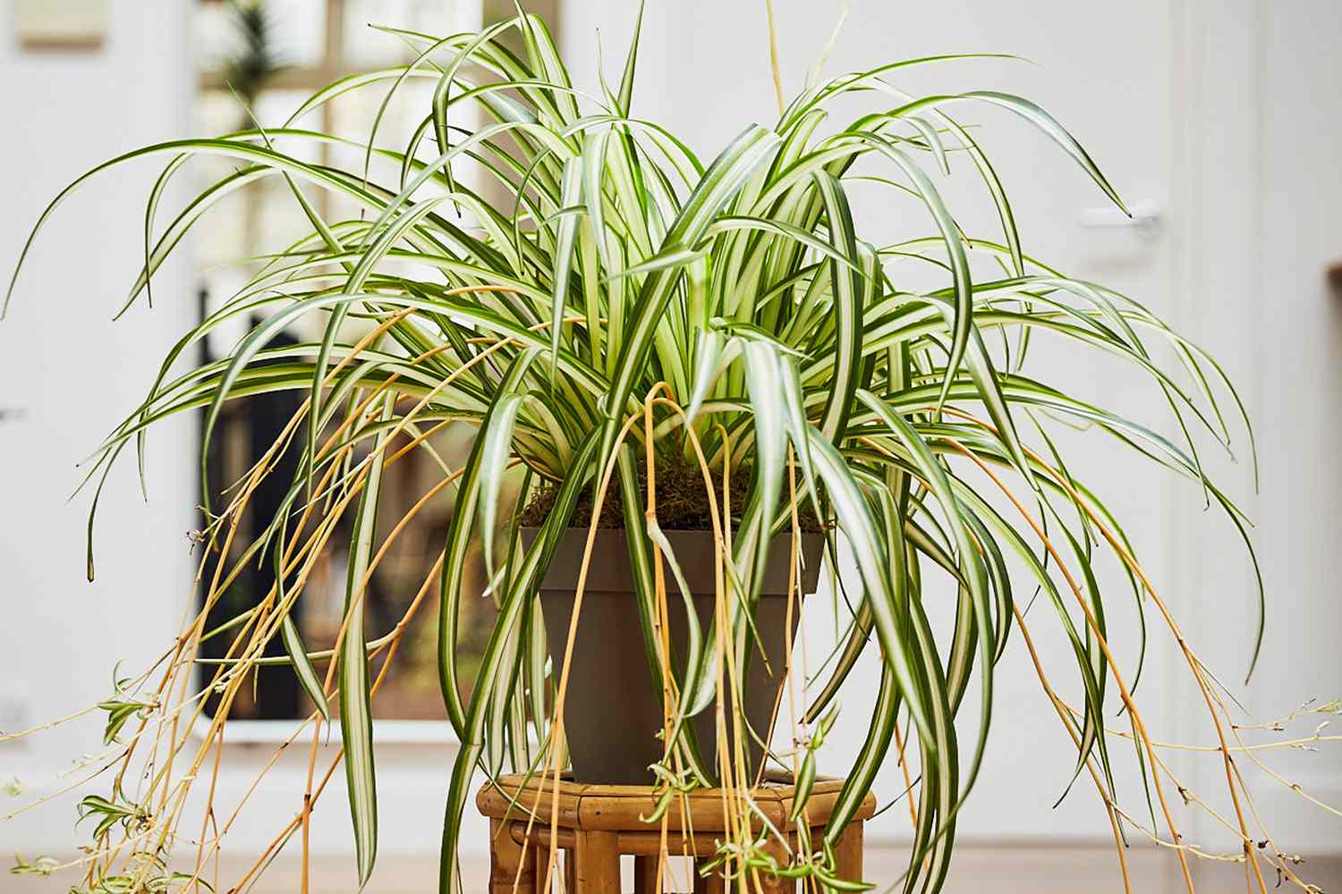 Spider Plant