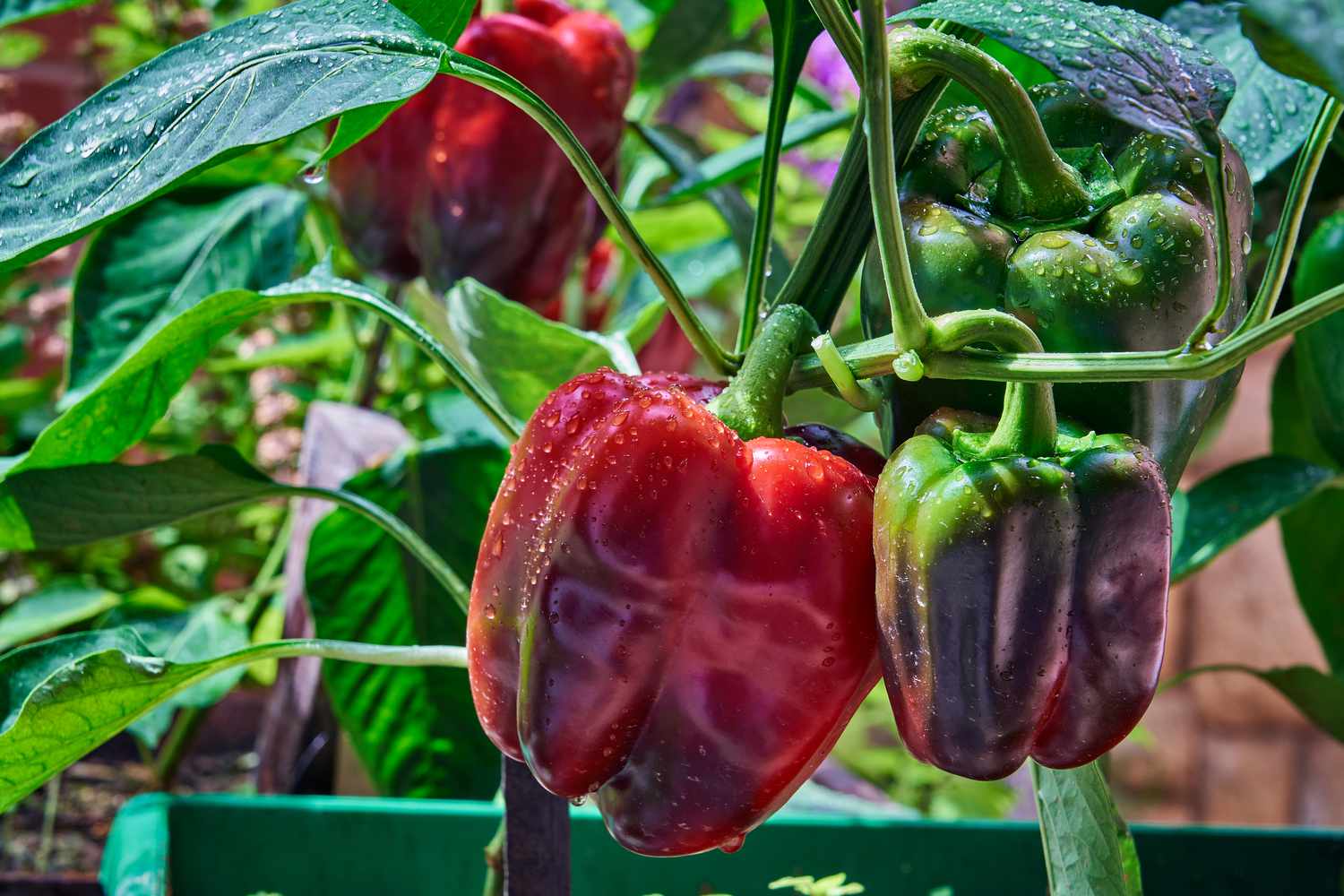 Red and green bell peppers growing in the garden at home.