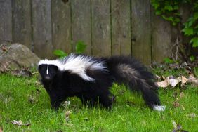 A skunk standing on grass near a wooden fence