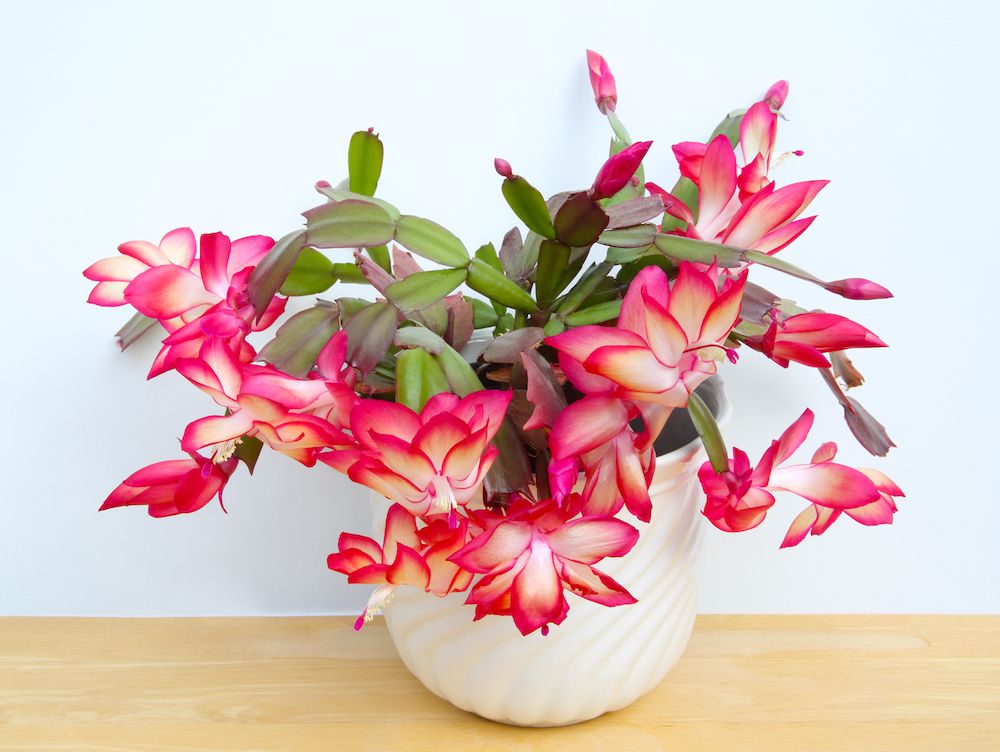 Christmas cactus in a flowerpot on a wooden shelf.