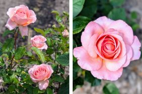 Closeup view of blooming roses on a rose bush with one large flower prominently displayed on the right