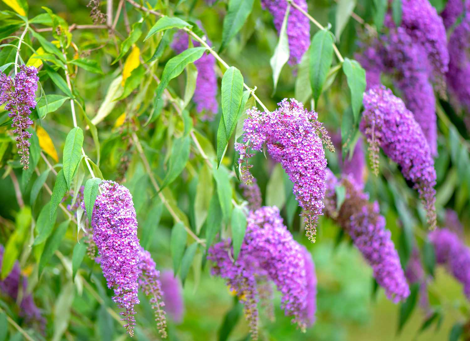 butterfly bush with bright purple blooms
