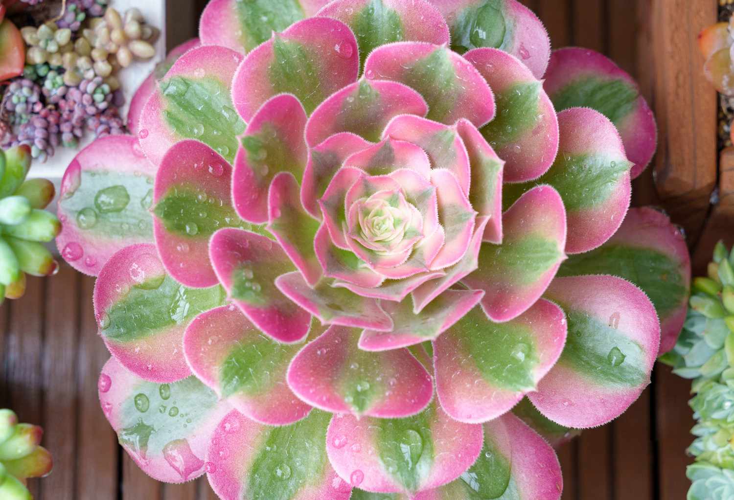 pink witch succulent