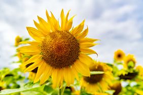 close up of a sunflower growing in a field