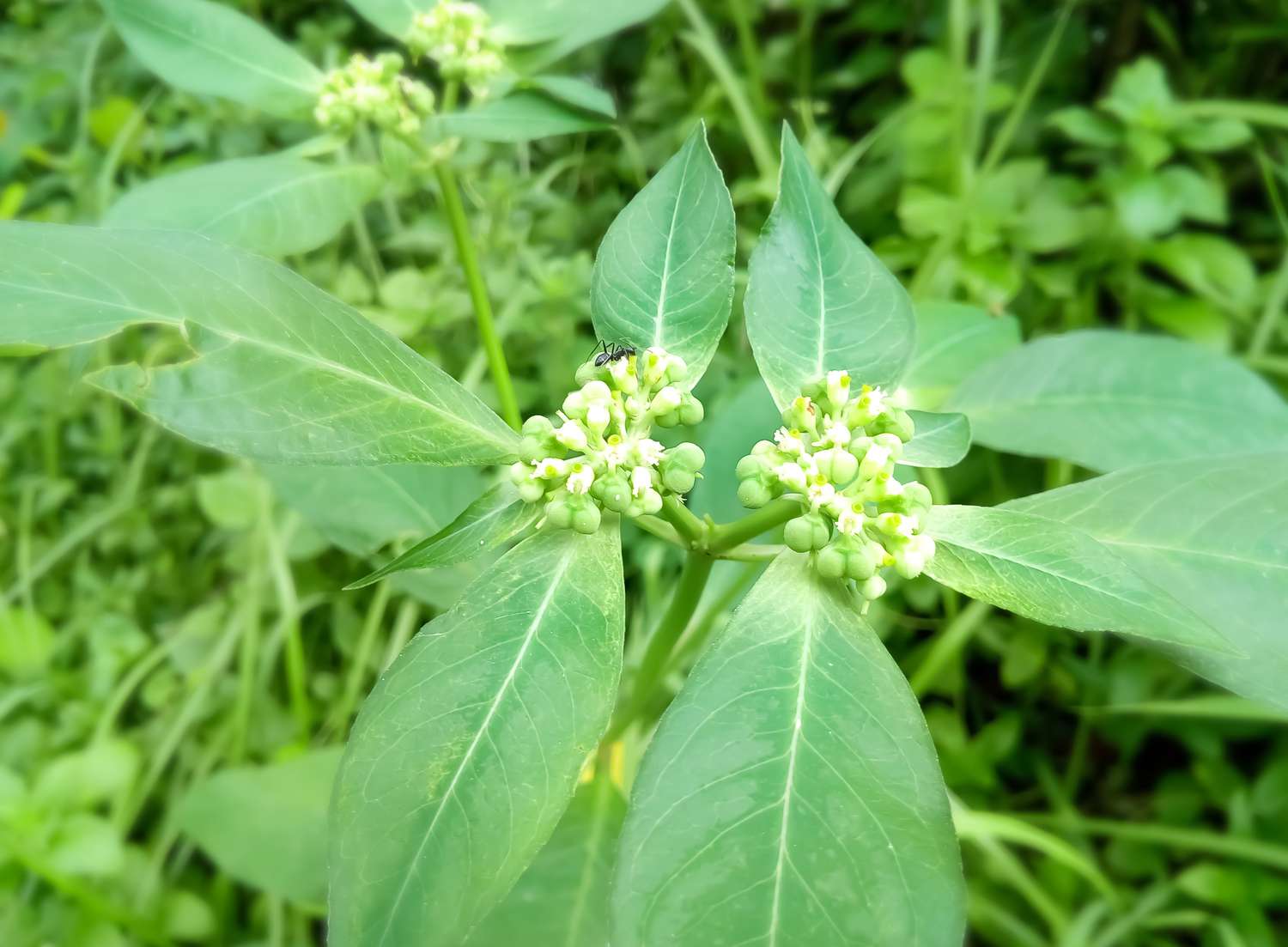 Honeyvine Milkweed