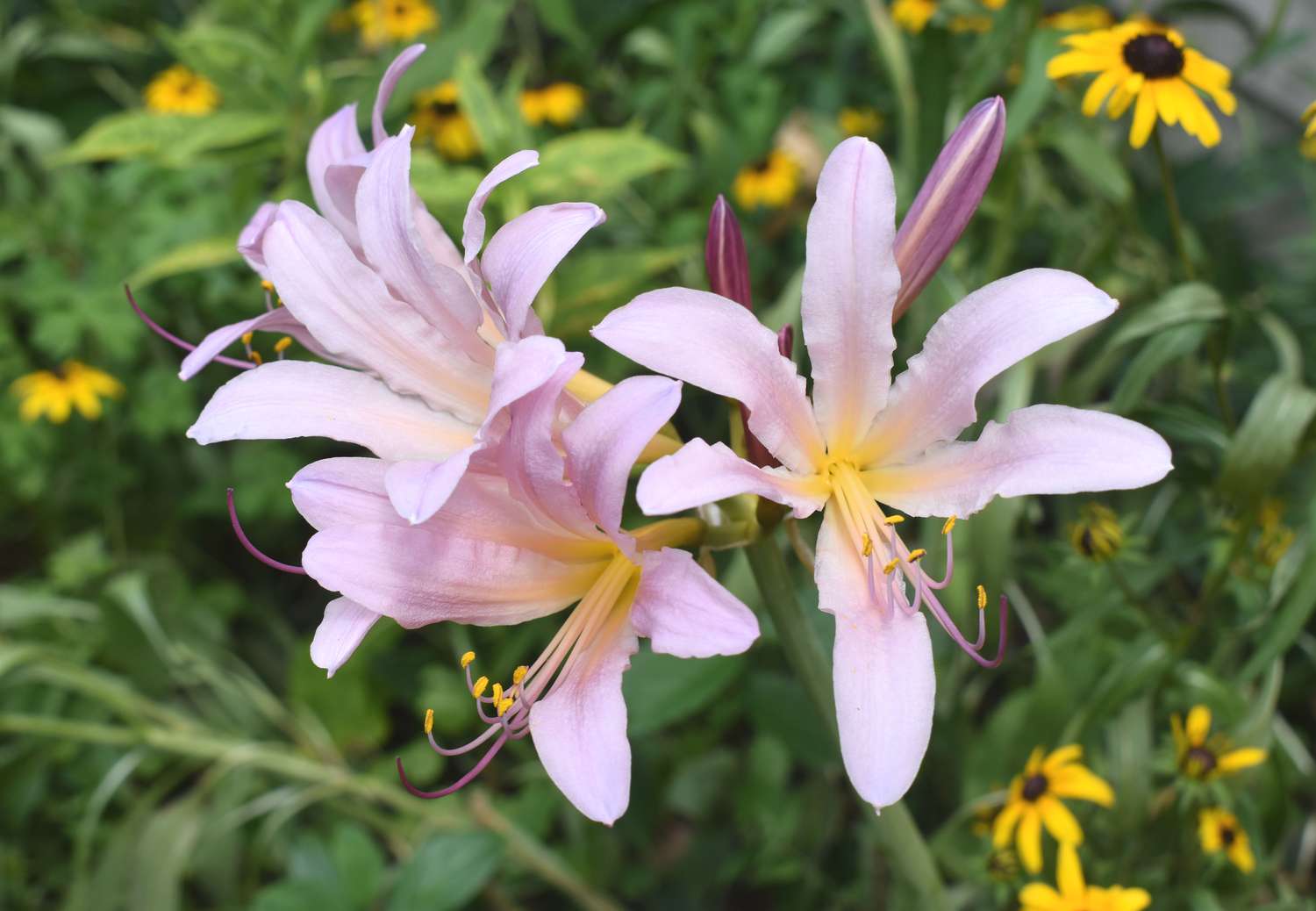 Lycoris squamigera, also known as the magic lily, resurrection lily or surprise lily