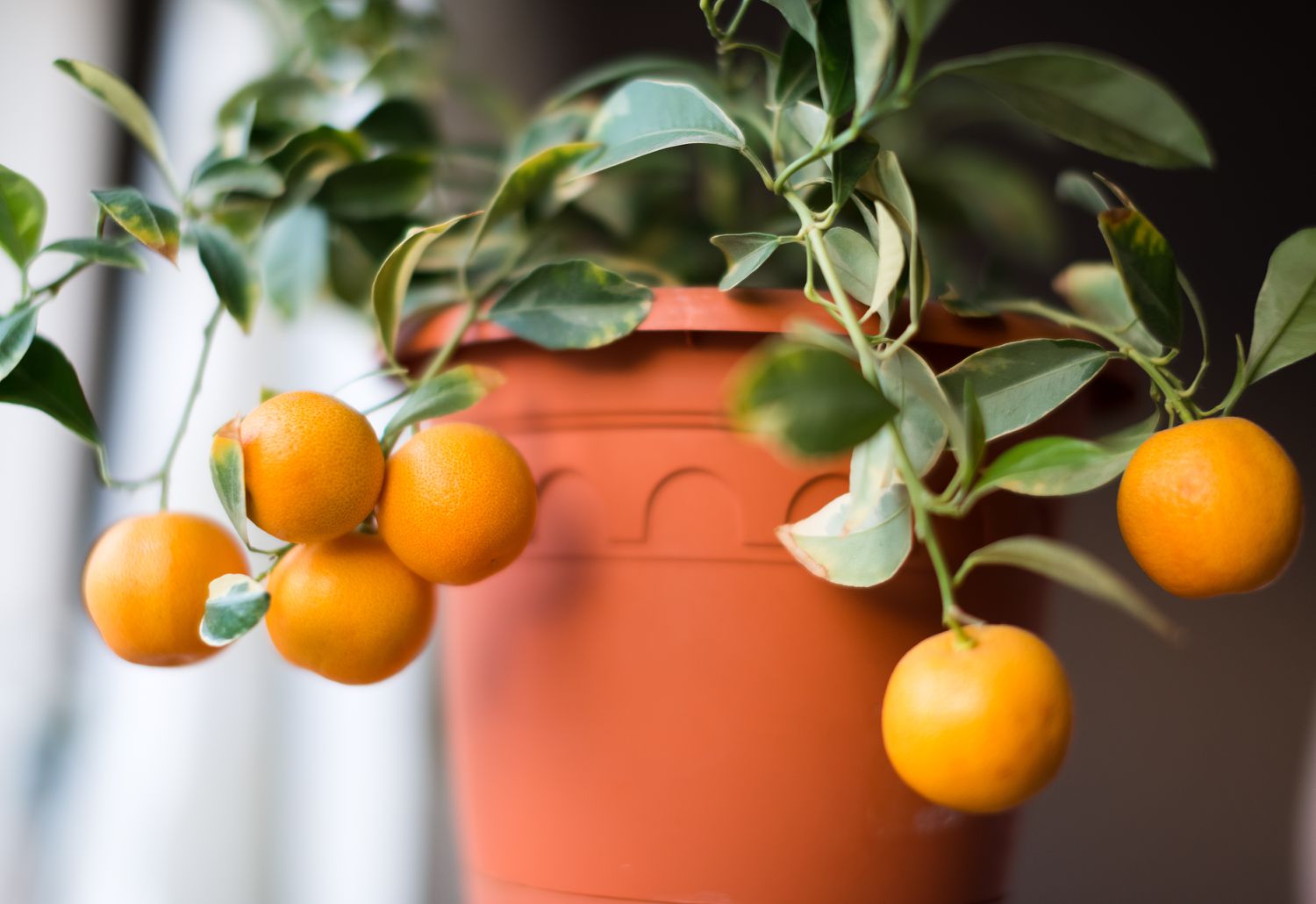 calamondin orange tree